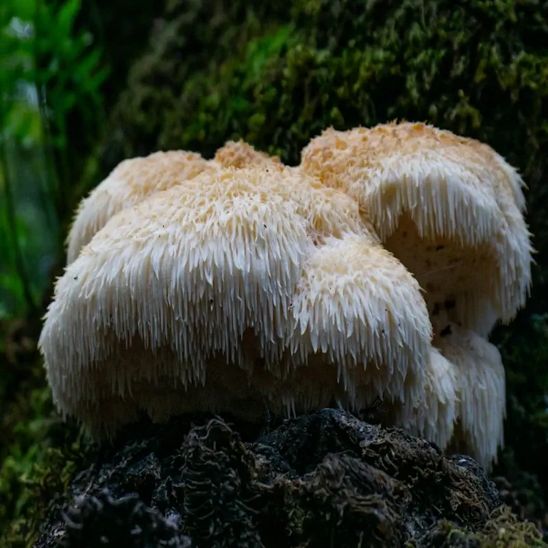 Fresh Lion's Mane mushroom and botanical powder on a textured travertine slab.